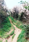 chemins creux-bretagne2