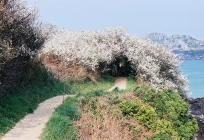 Chemins creux sous pruneliers